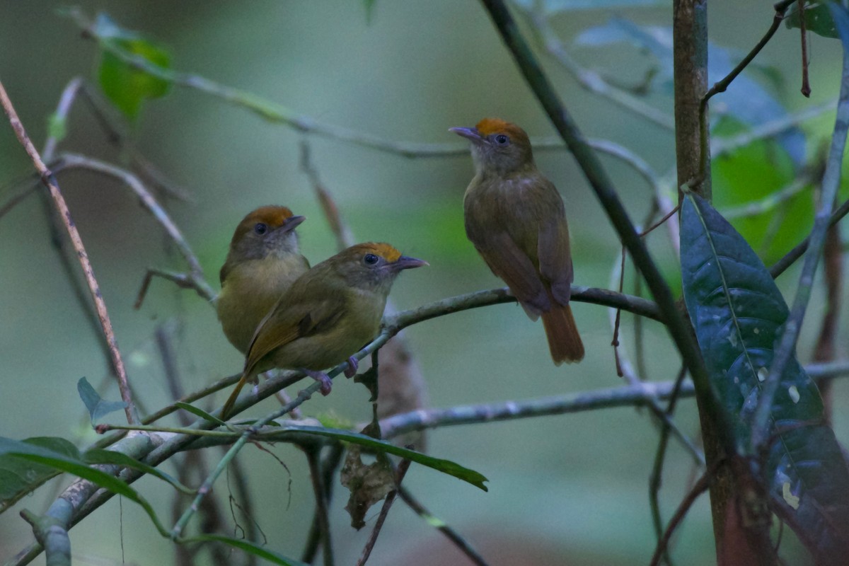 Tawny-crowned Greenlet - ML194130531