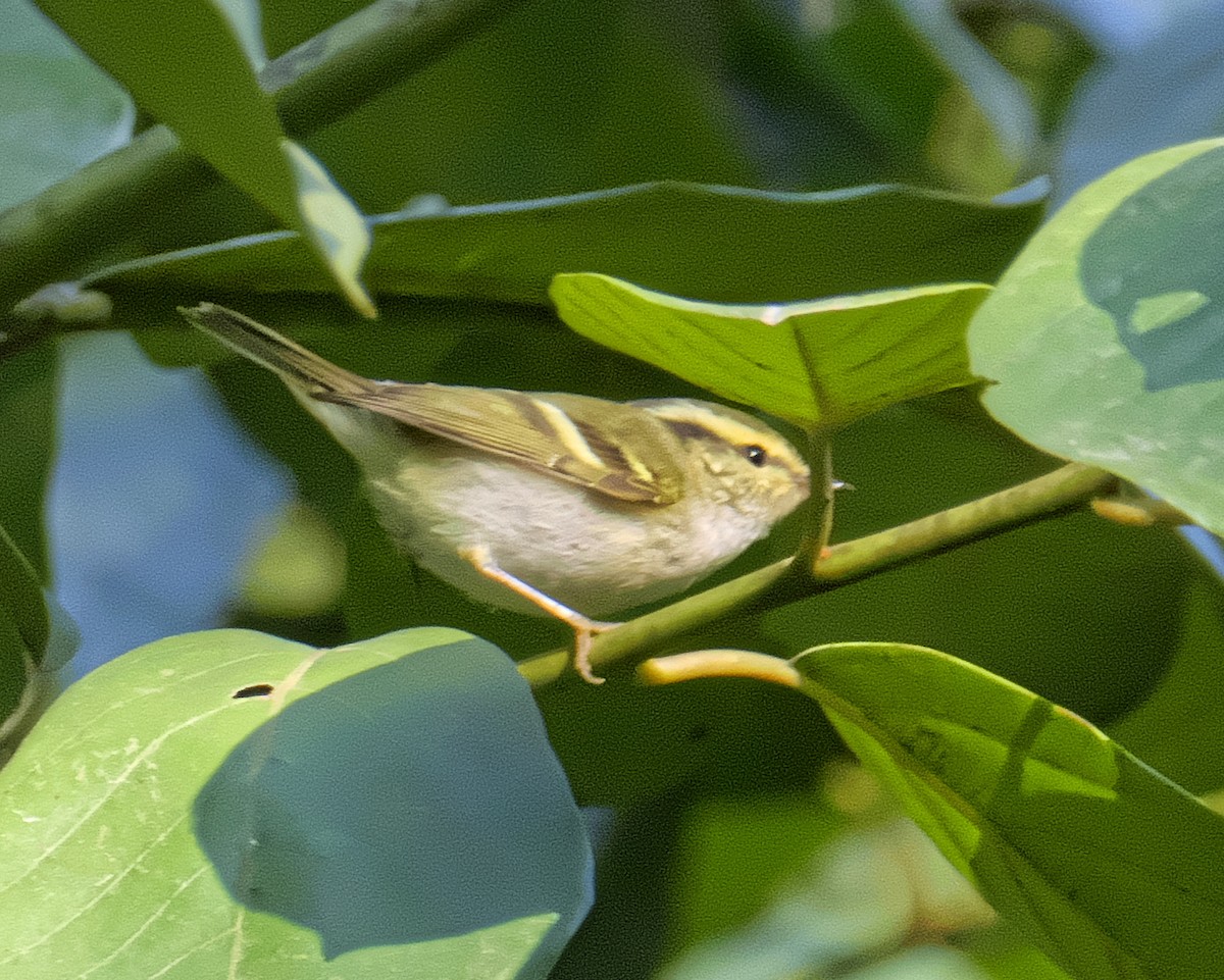 Yellow-browed Warbler - David Chang