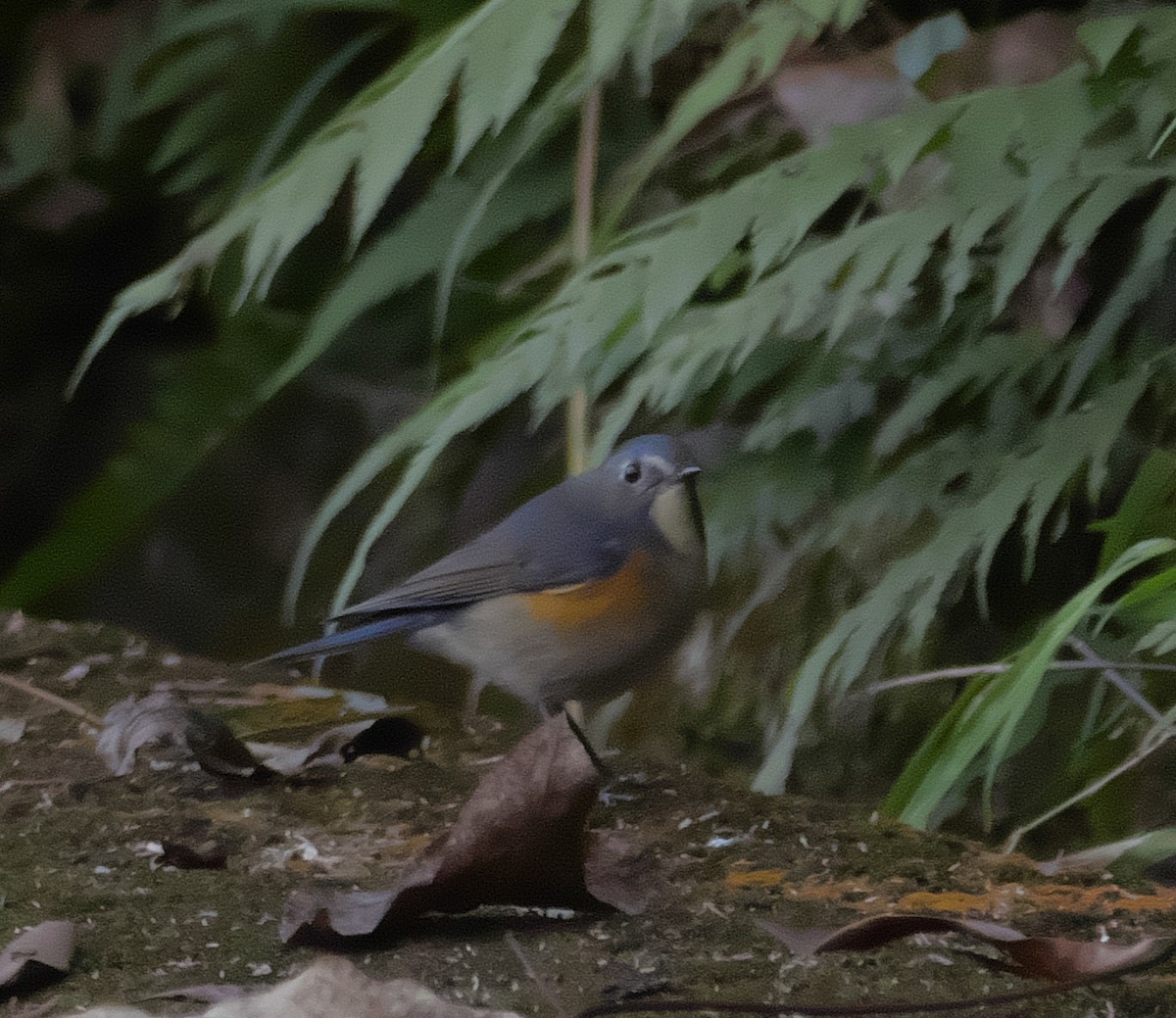 Red-flanked Bluetail - ML194132191