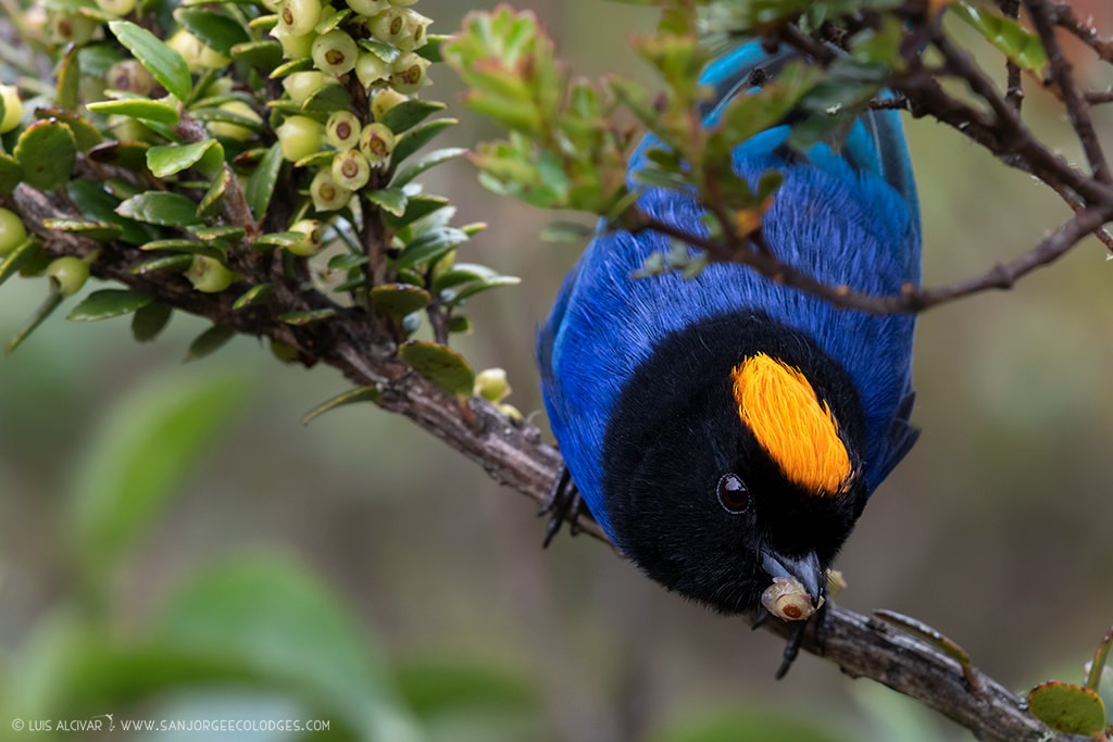 Golden-crowned Tanager - ML194135791
