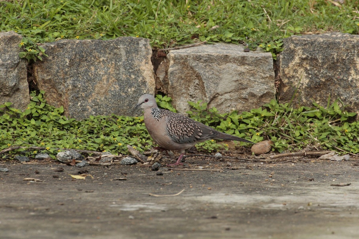 Spotted Dove - ML194136491