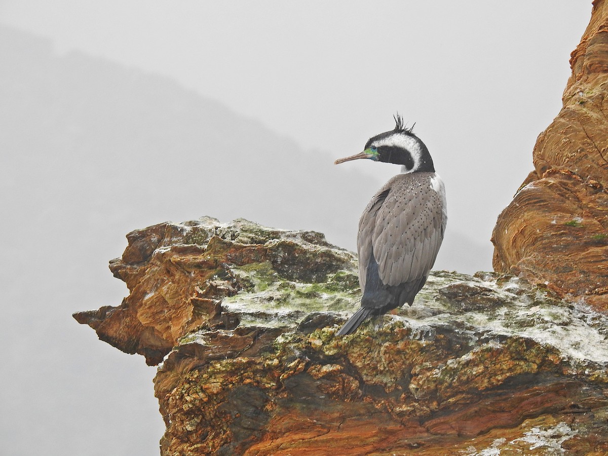 Spotted Shag - ML194138821