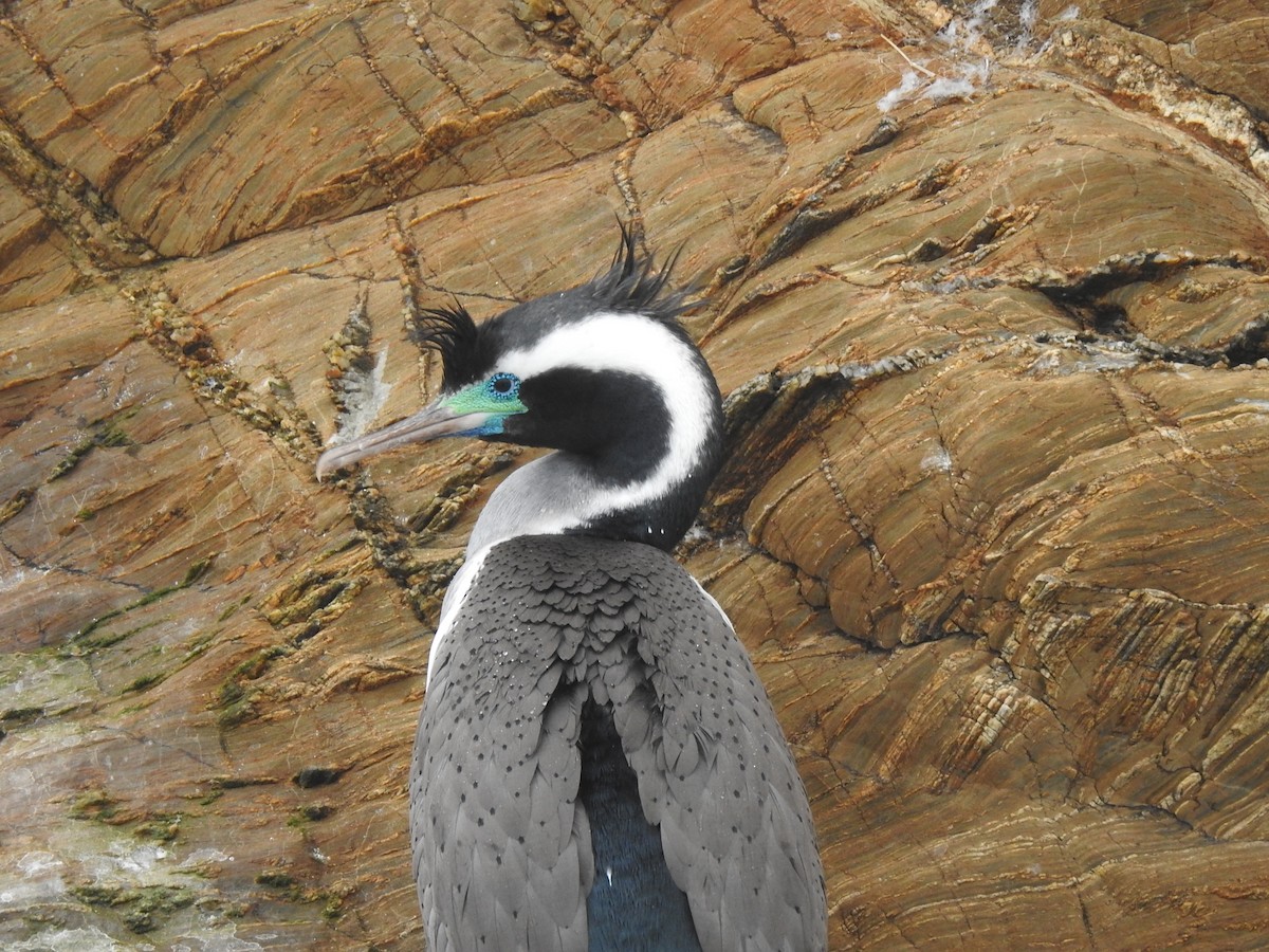 Spotted Shag - ML194138861
