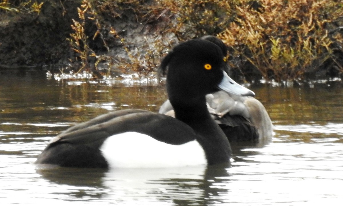 Tufted Duck - ML194140671