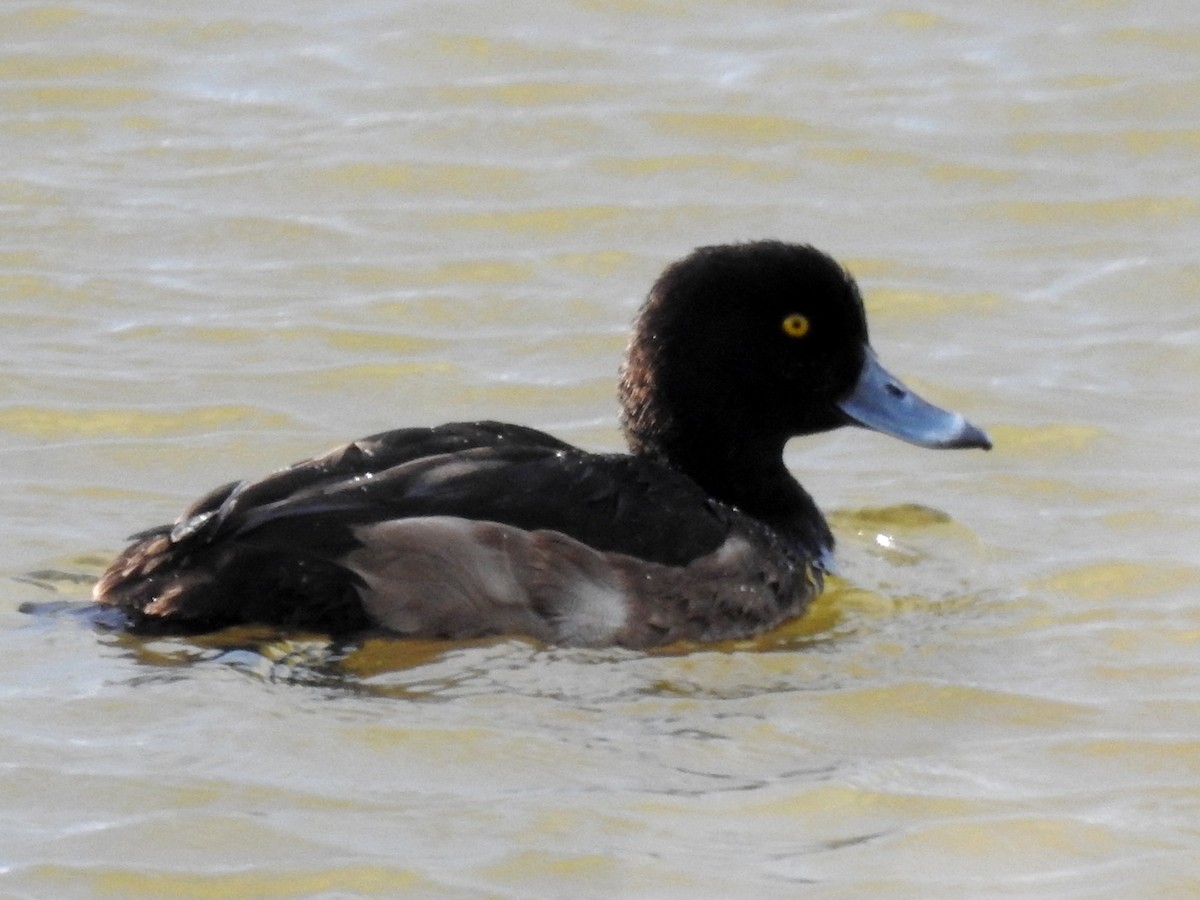 Tufted Duck - ML194140681