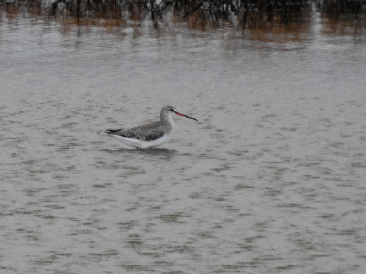 Spotted Redshank - ML194140721