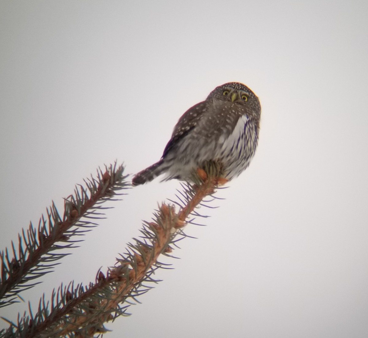 Northern Pygmy-Owl - ML194145181