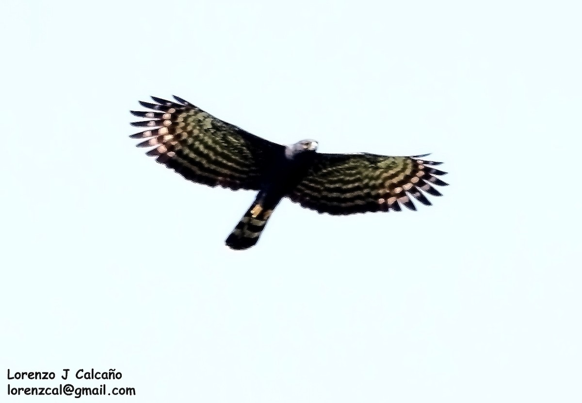 Black Hawk-Eagle - Lorenzo Calcaño