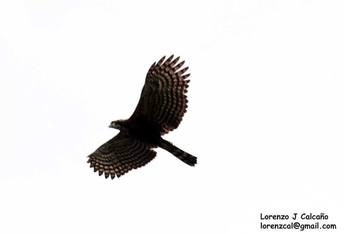 Чёрный хохлатый орёл - ML194148471