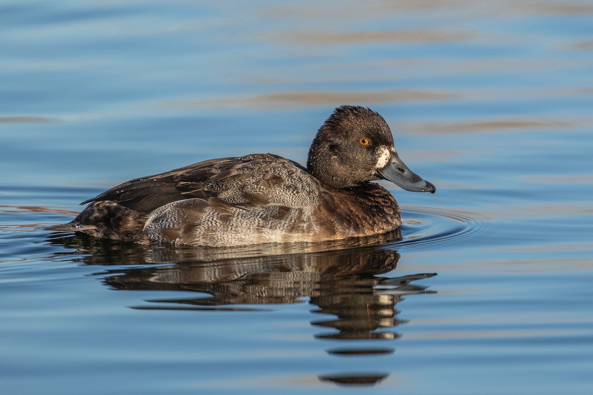 Greater/Lesser Scaup - Mike Andersen