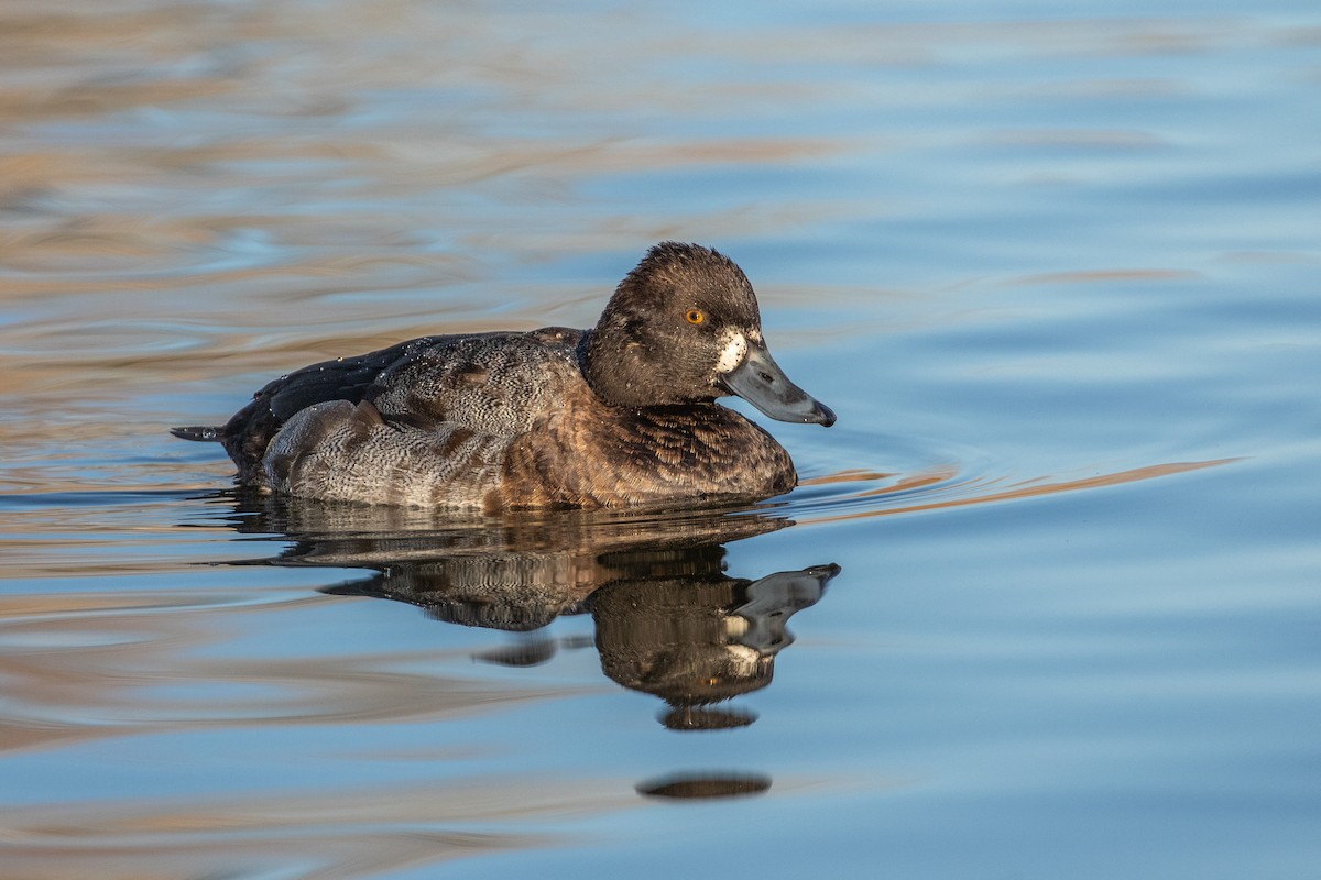 Greater/Lesser Scaup - ML194149881