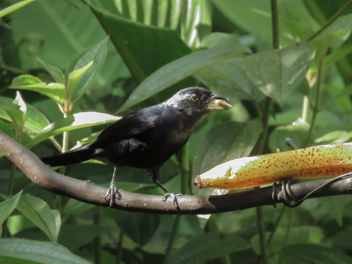 Ruby-crowned Tanager - ML194149971