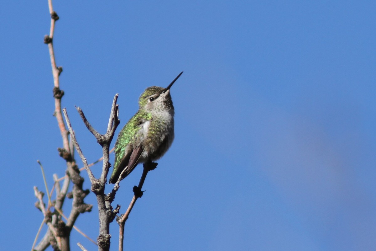 Anna's Hummingbird - Kurt Ongman