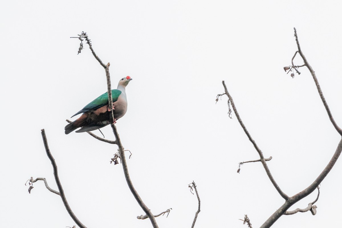 Red-knobbed Imperial-Pigeon - ML194152121