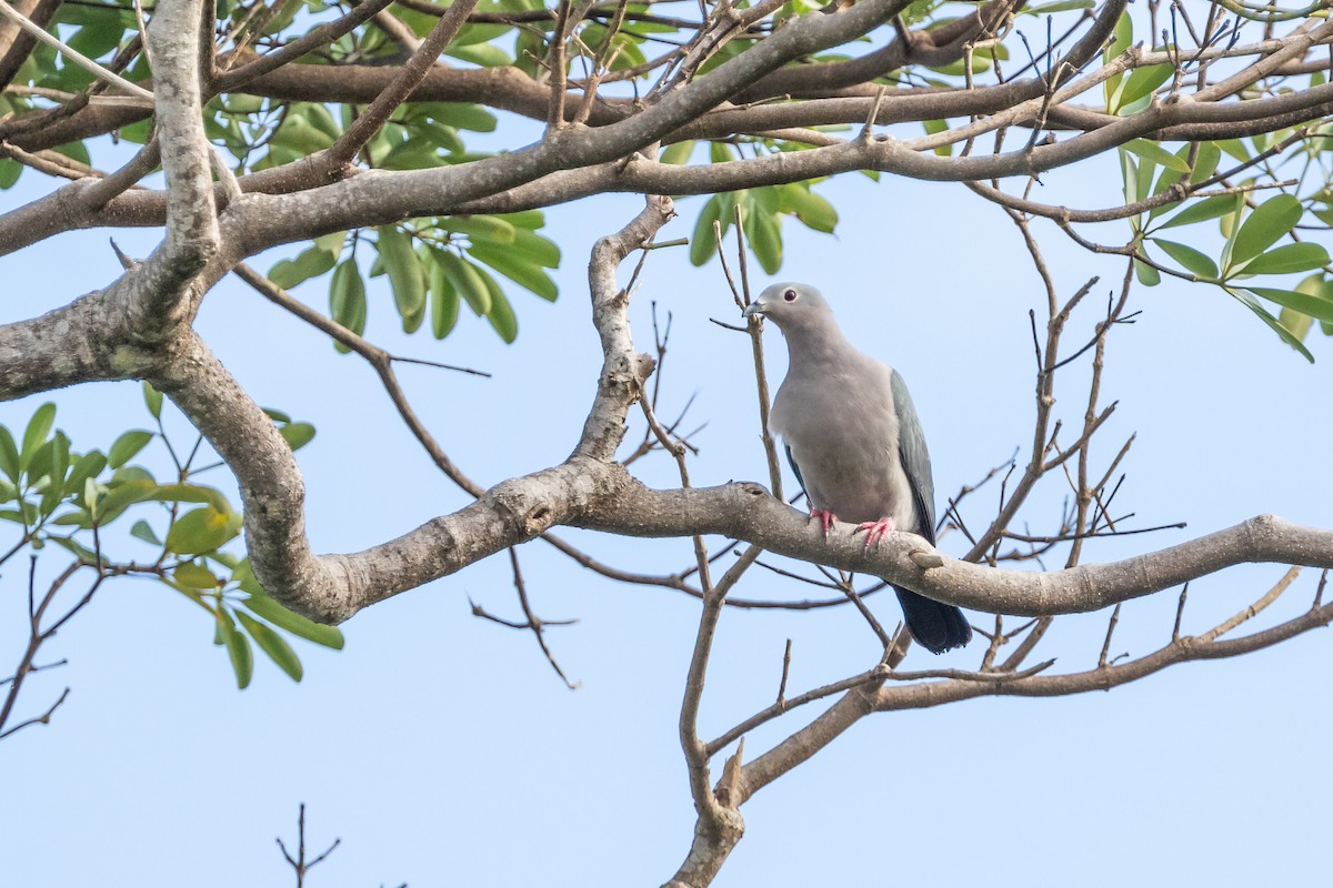 Island Imperial-Pigeon - ML194152901