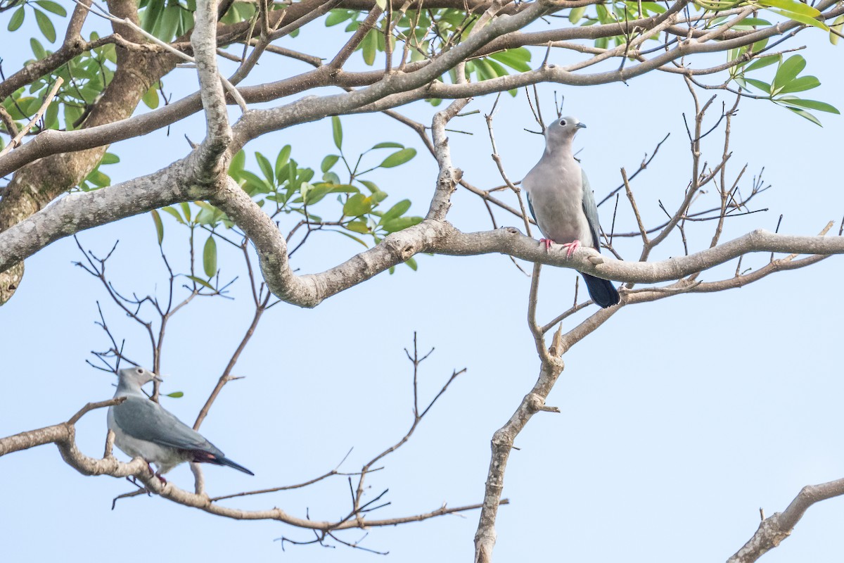 Island Imperial-Pigeon - ML194152921