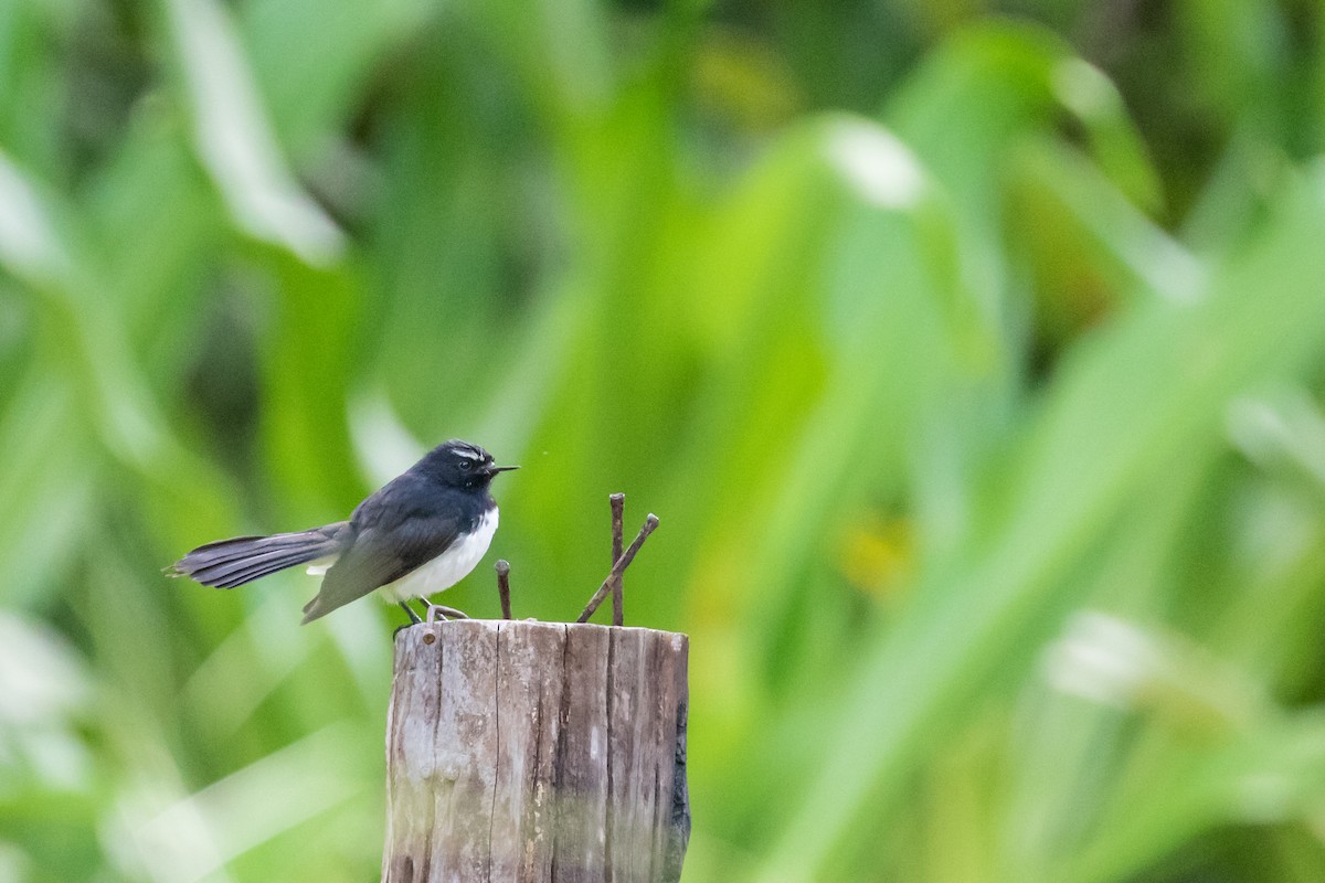 Willie-wagtail - Mike Andersen