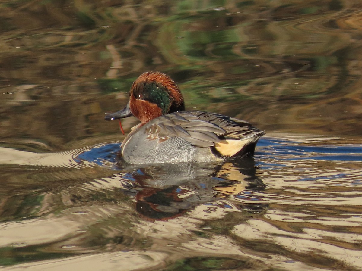 Green-winged Teal - Barry Langdon-Lassagne