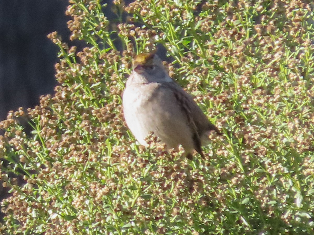 Golden-crowned Sparrow - Barry Langdon-Lassagne