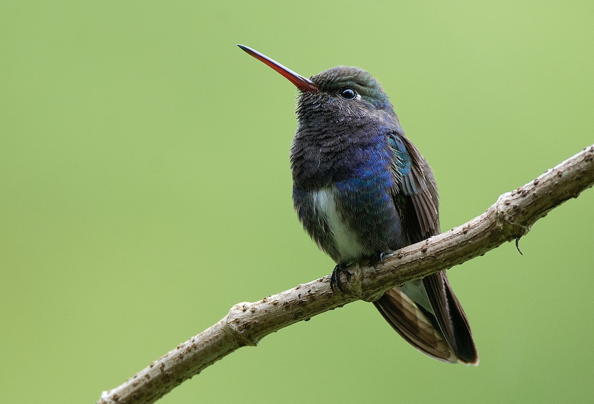 kolibřík safírový - ML194162471