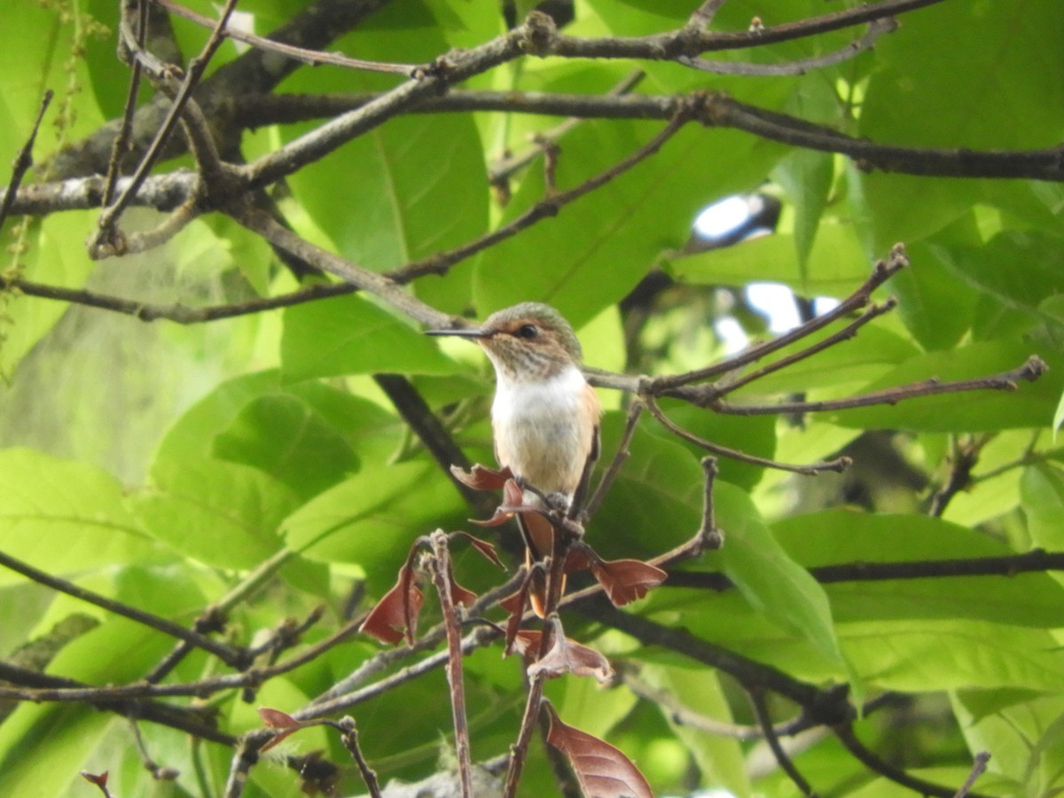 Scintillant Hummingbird - Vinny Ríos