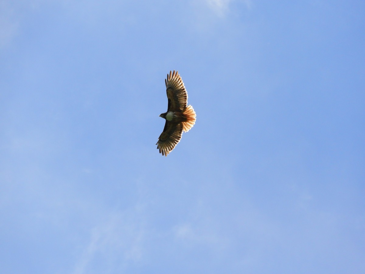 Red-tailed Hawk - ML194166651