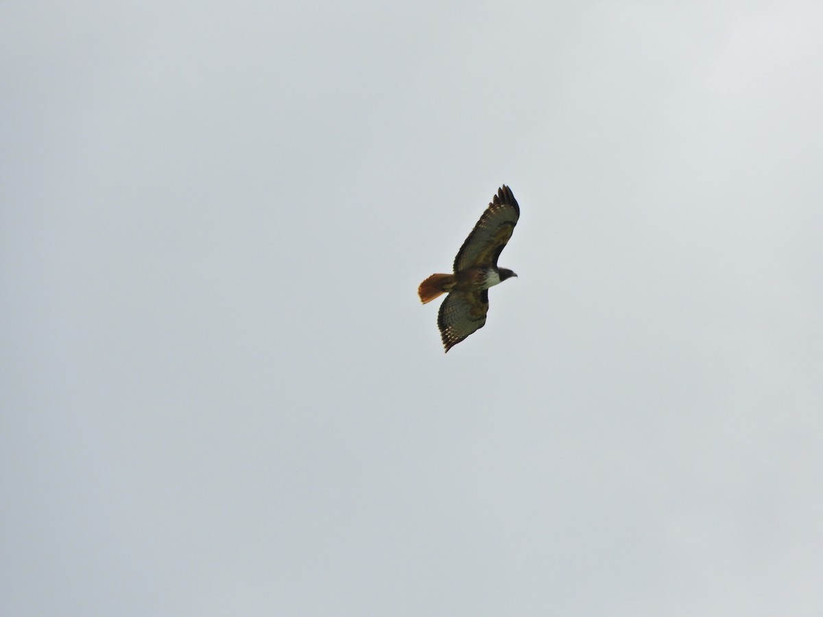 Red-tailed Hawk - ML194166671