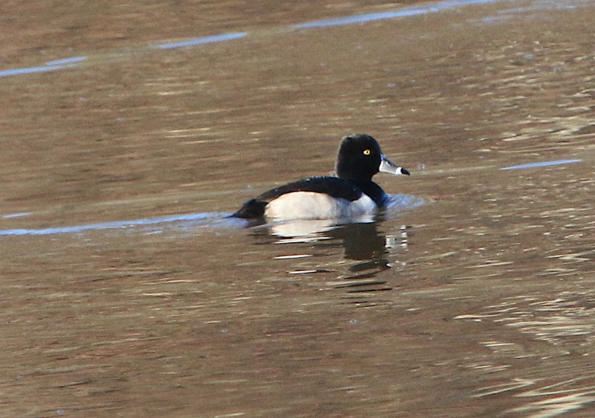 Ring-necked Duck - ML194169041