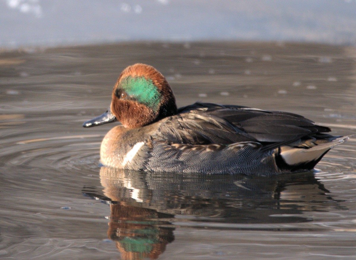 Green-winged Teal - ML194172291