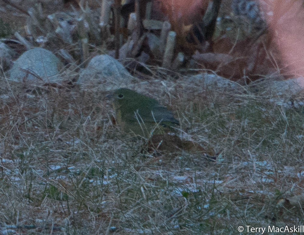 Painted Bunting - ML194175191