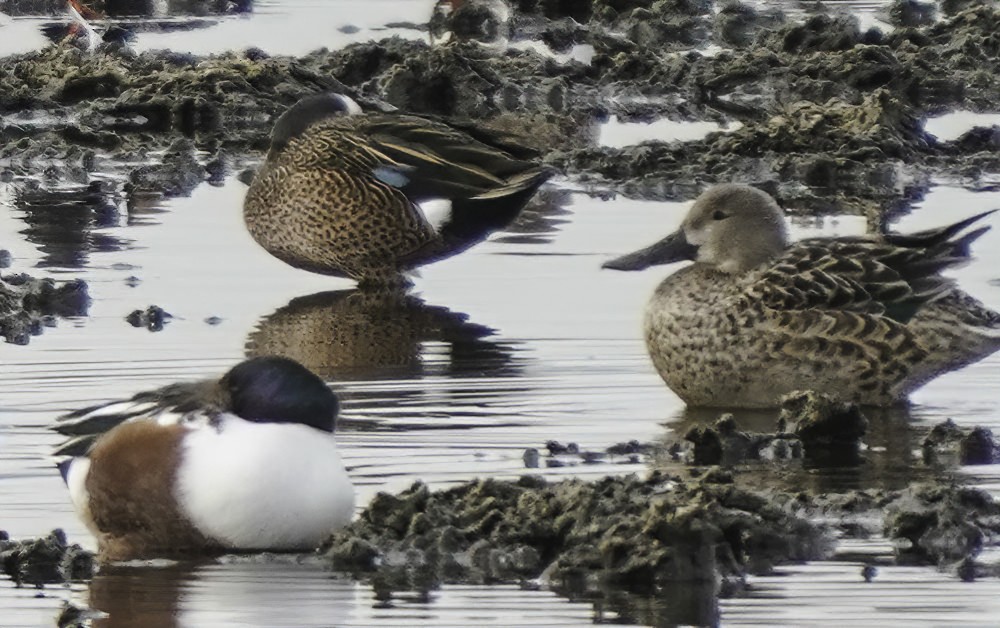 Blue-winged Teal - ML194177361