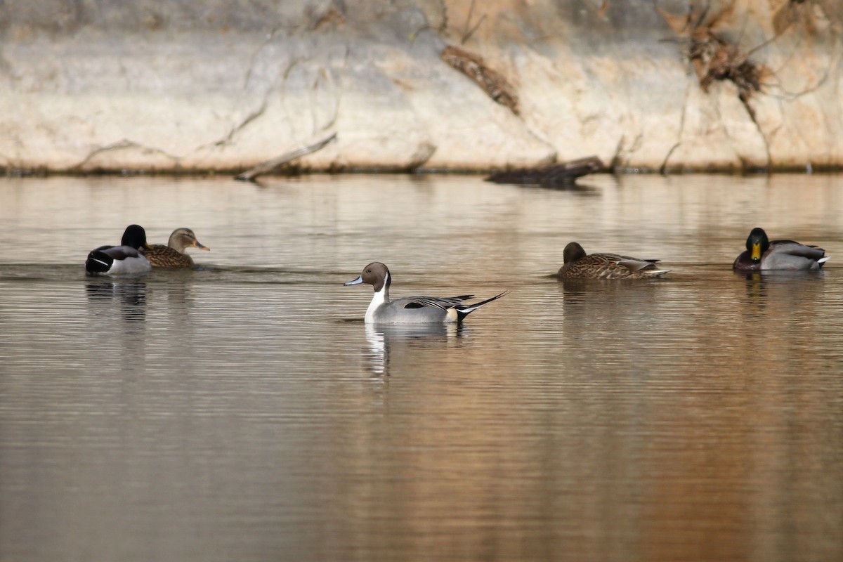 Northern Pintail - Andy Wilson