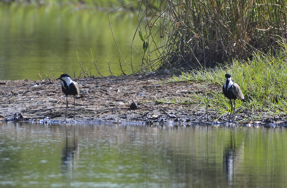 Spur-winged Lapwing - ML194180231