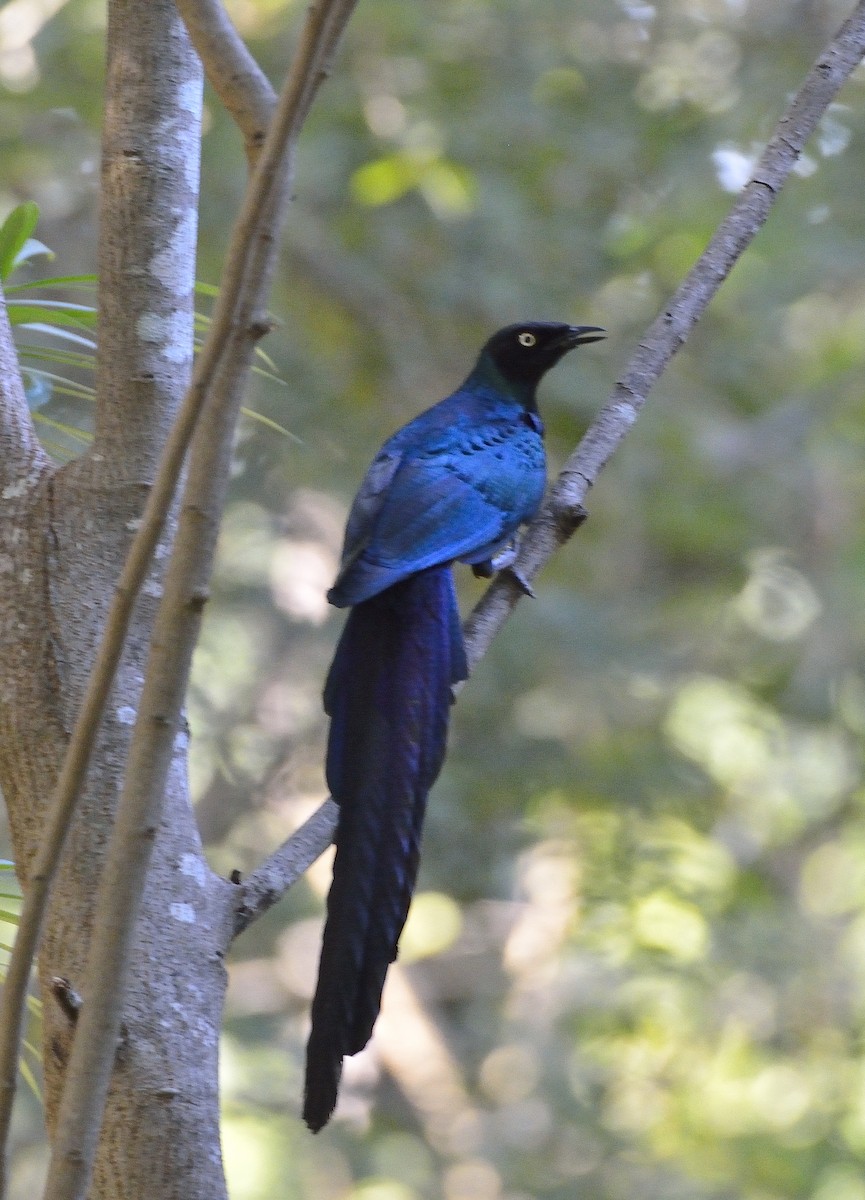 Long-tailed Glossy Starling - ML194181291