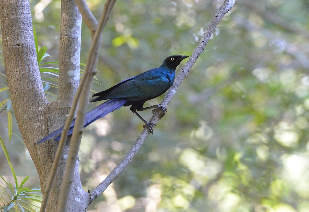 Long-tailed Glossy Starling - ML194181301