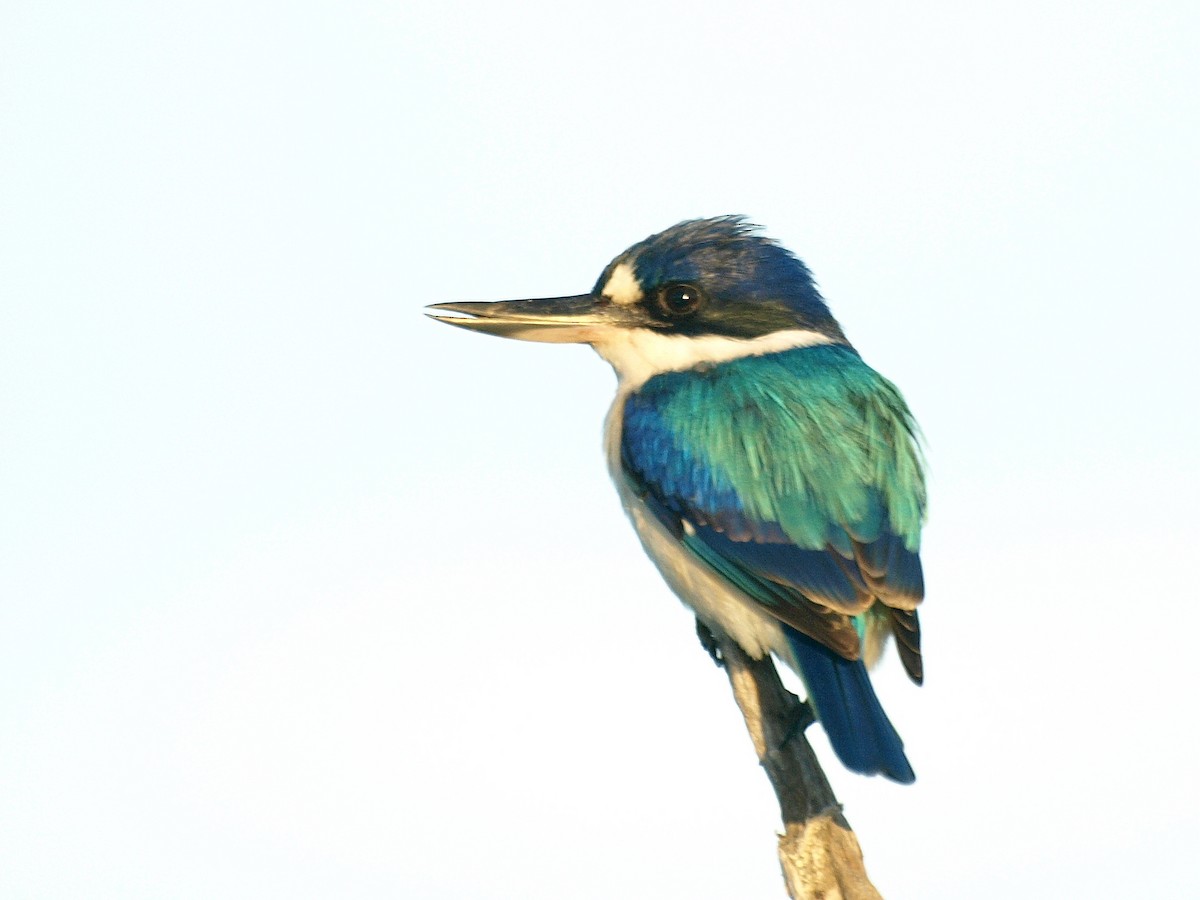 Forest Kingfisher - David  Mules