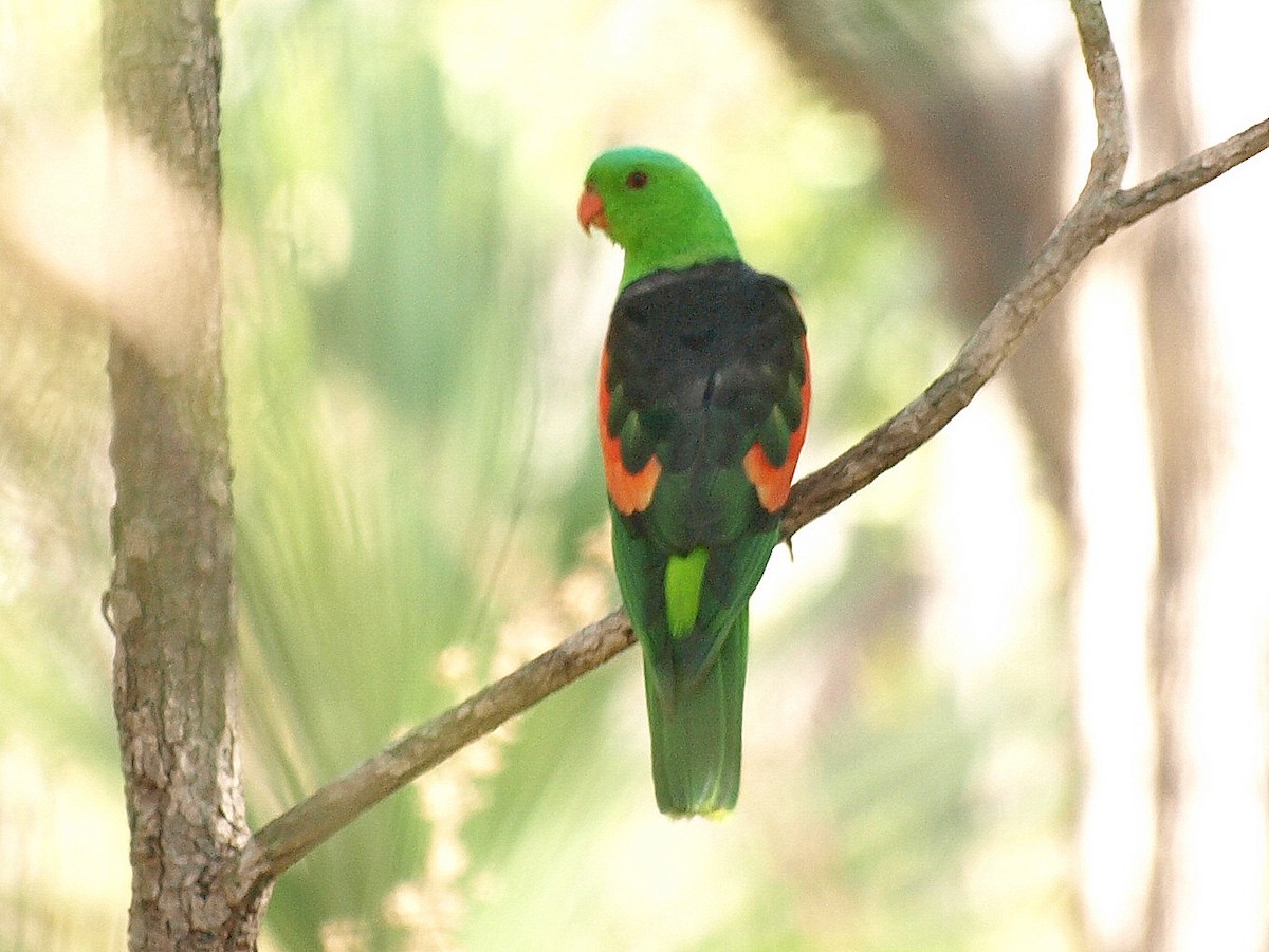 Red-winged Parrot - David  Mules