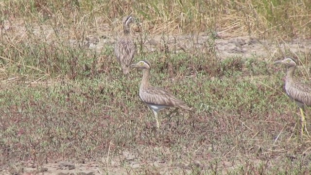 Double-striped Thick-knee - ML194185301