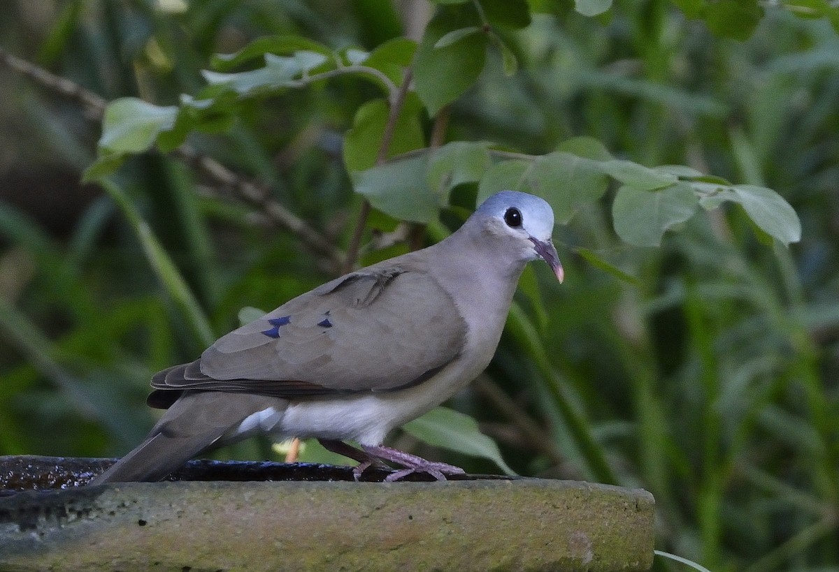 Blue-spotted Wood-Dove - ML194186581