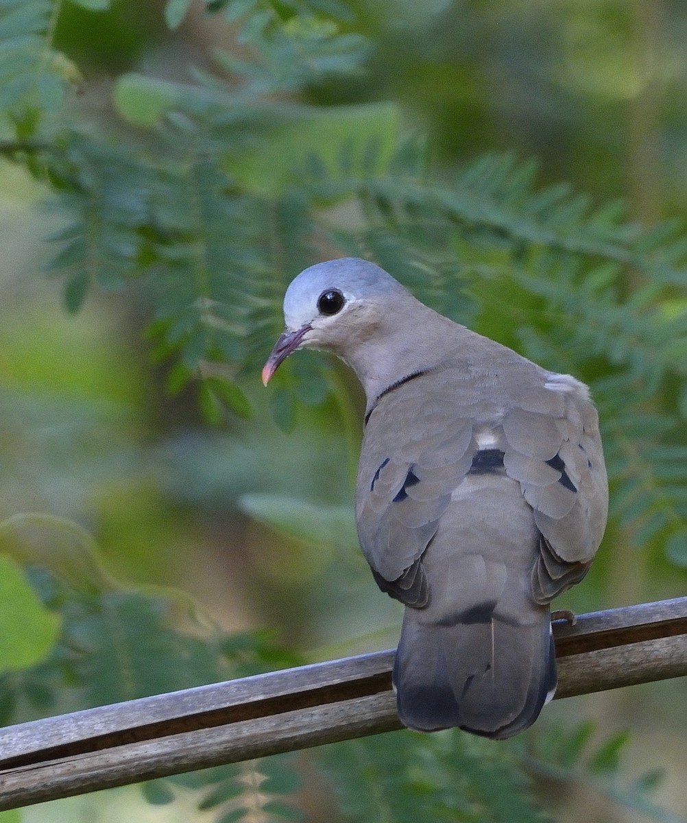 Blue-spotted Wood-Dove - ML194186601