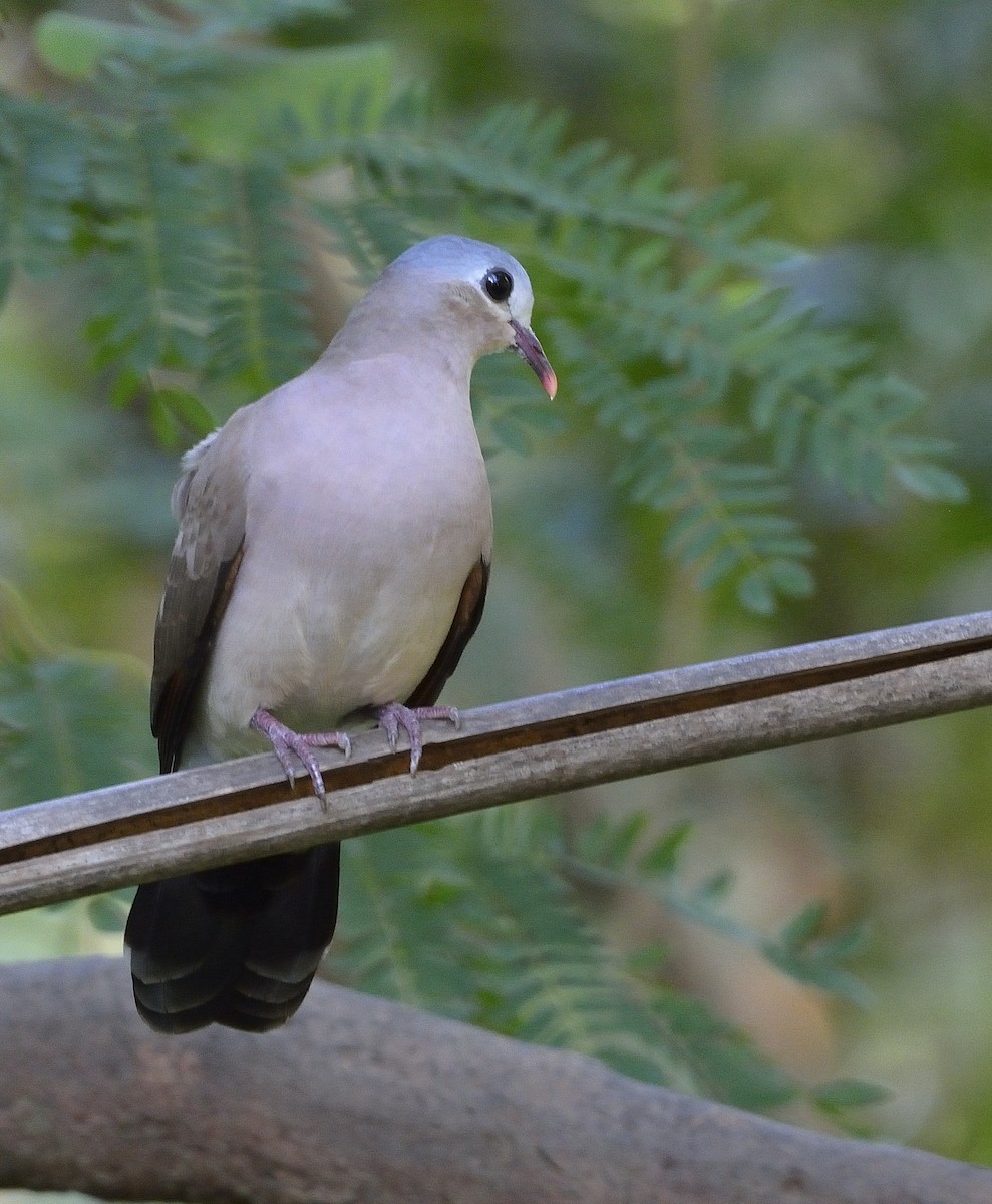 Blue-spotted Wood-Dove - ML194186611
