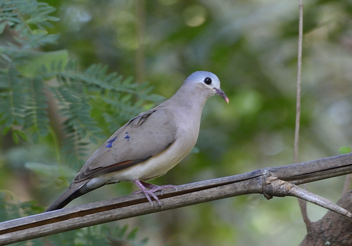 Blue-spotted Wood-Dove - ML194186621