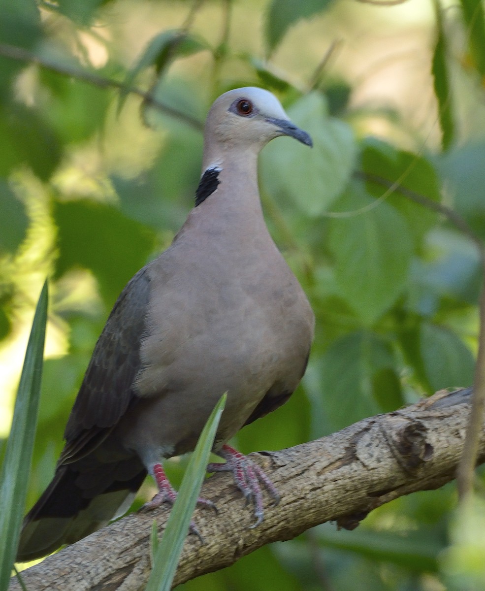 Red-eyed Dove - ML194187551