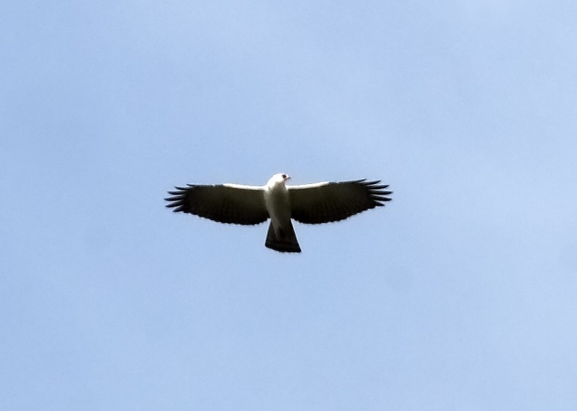Black-and-white Hawk-Eagle - Lorenzo Calcaño