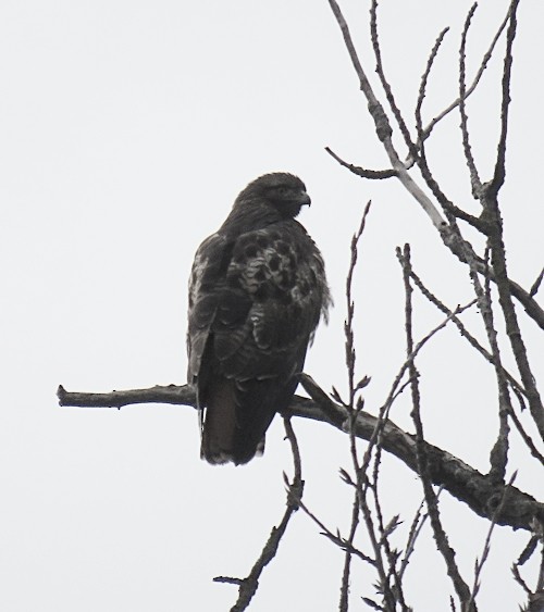 Red-tailed Hawk - ML194195611