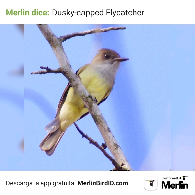 Dusky-capped Flycatcher - ML194196021