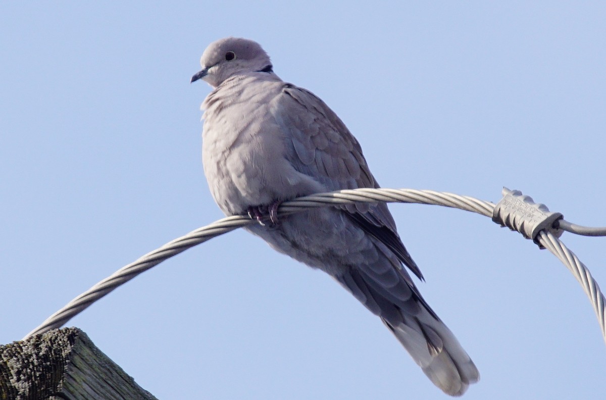 Eurasian Collared-Dove - ML194196791