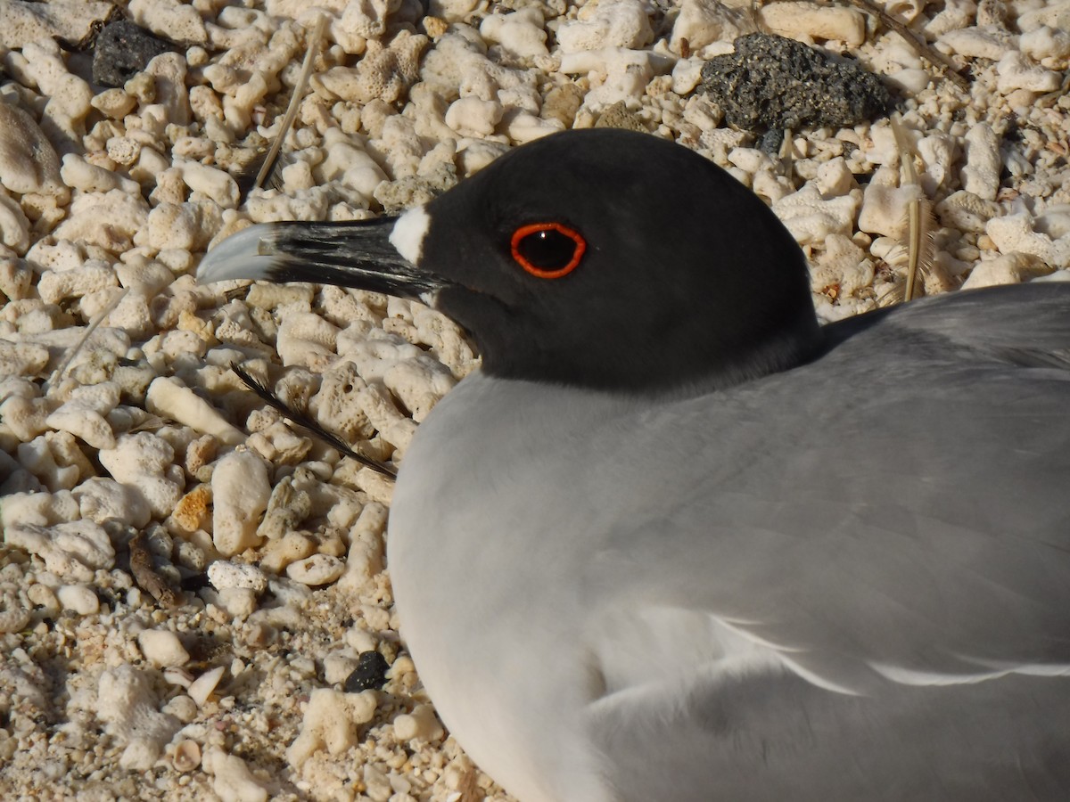Swallow-tailed Gull - ML194198031