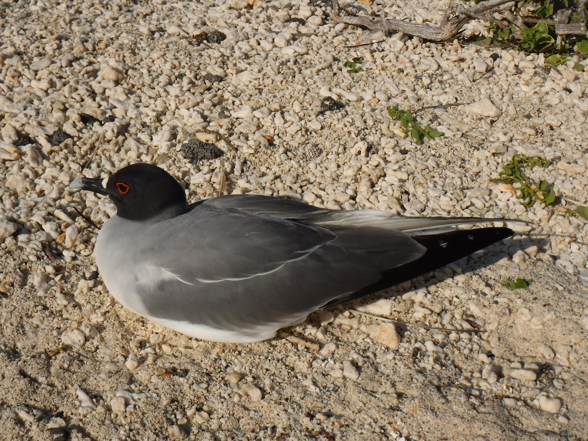 Swallow-tailed Gull - ML194198081
