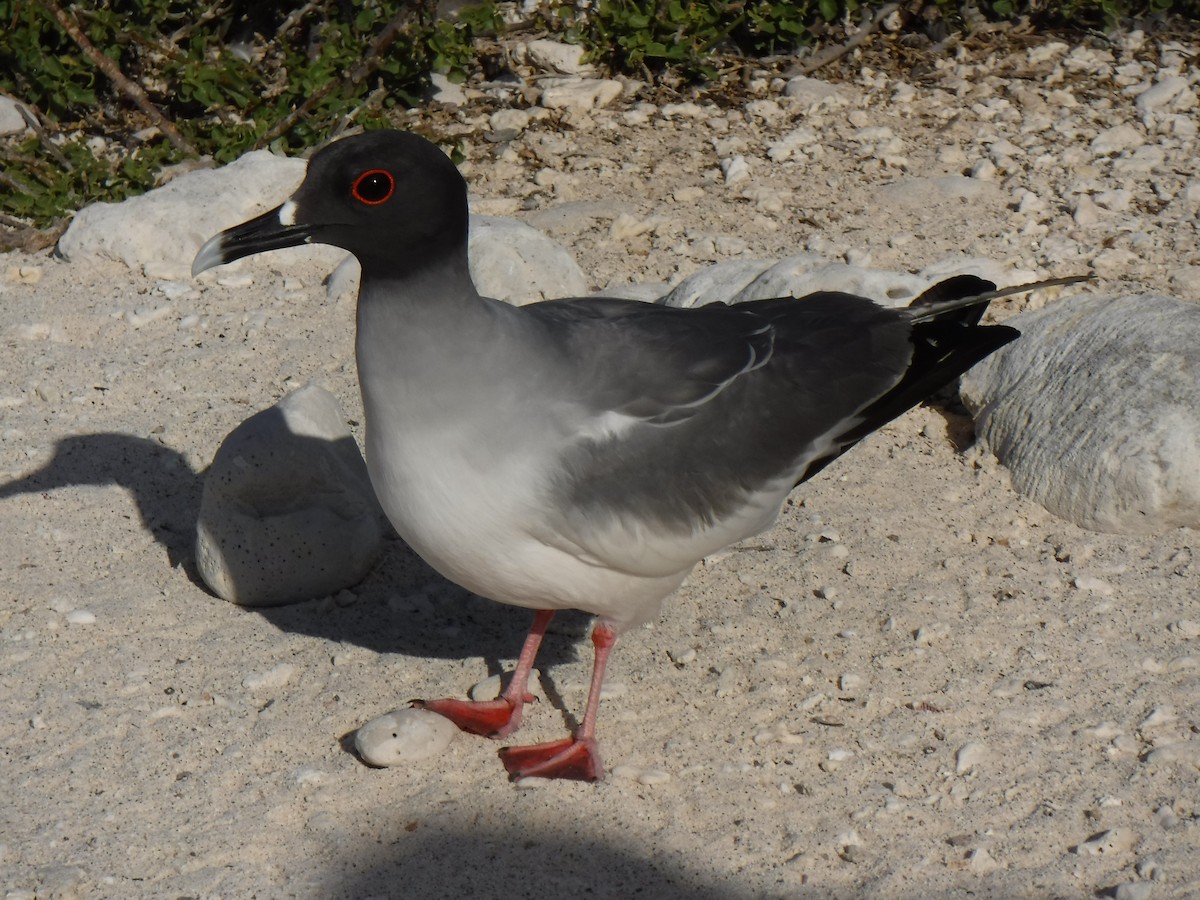 Swallow-tailed Gull - ML194198171